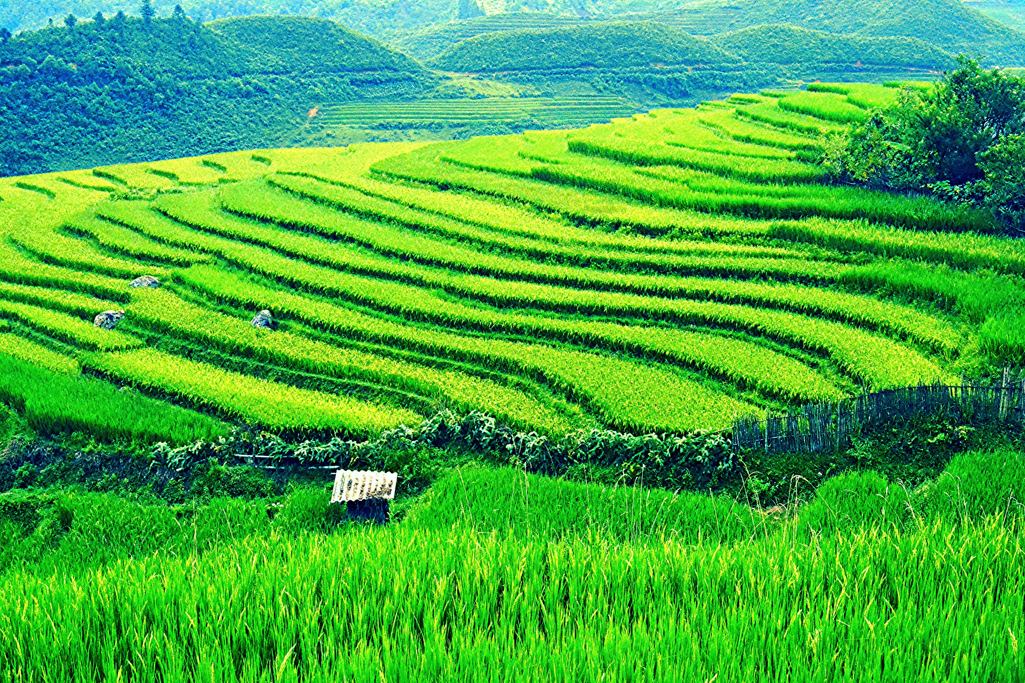 Vietnam, rice paddies | © Loi Nguyen Duc/Flickr