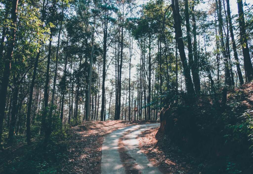 A trail in the woods near Chiang Mai