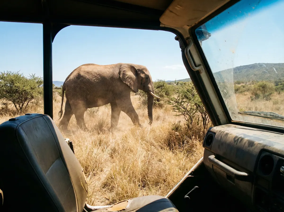 Elephant seen on a weekend safari trip in South Africa